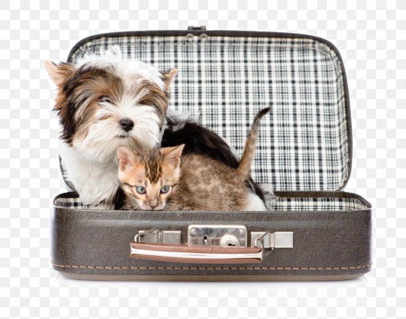 Cute Pet Cats And Dogs, PNG, 1100x865px, Yorkshire Terrier, Animal, Baggage, Bengal Cat, Biewer Terrier Download Free