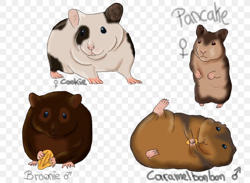 Hamster Computer Mouse Fauna Snout Carnivora, PNG, 800x600px, Hamster, Carnivora, Carnivoran, Computer Mouse, Fauna Download Free