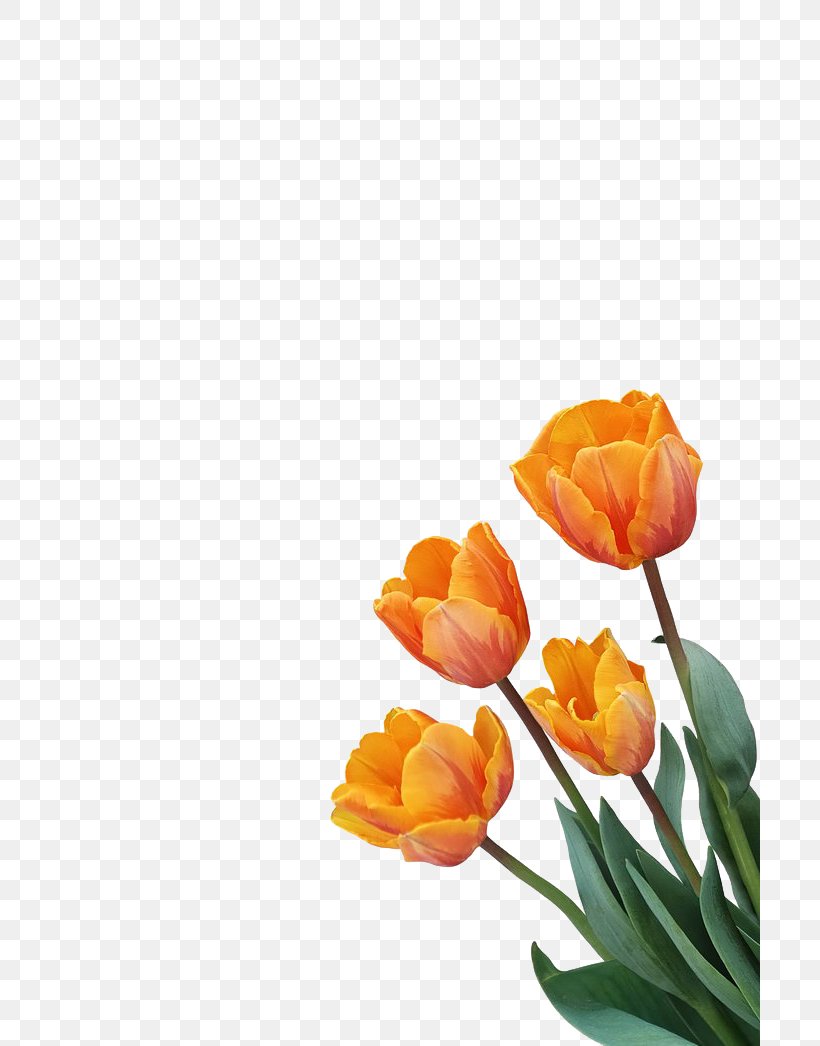 Tulip Orange Flower, PNG, 700x1046px, Tulip, Cut Flowers, Floral Design, Flower, Flowering Plant Download Free
