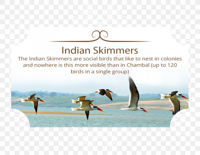 Chambal River National Chambal Sanctuary Indian Skimmer Skimmers Bird, PNG, 900x700px, Chambal River, Advertising, Bird, Brand, Flightless Bird Download Free