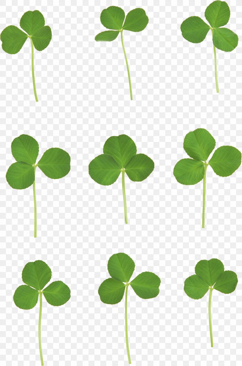 Clover, PNG, 1590x2402px, Clover, Four Leaf Clover, Grass, Green, Image File Formats Download Free