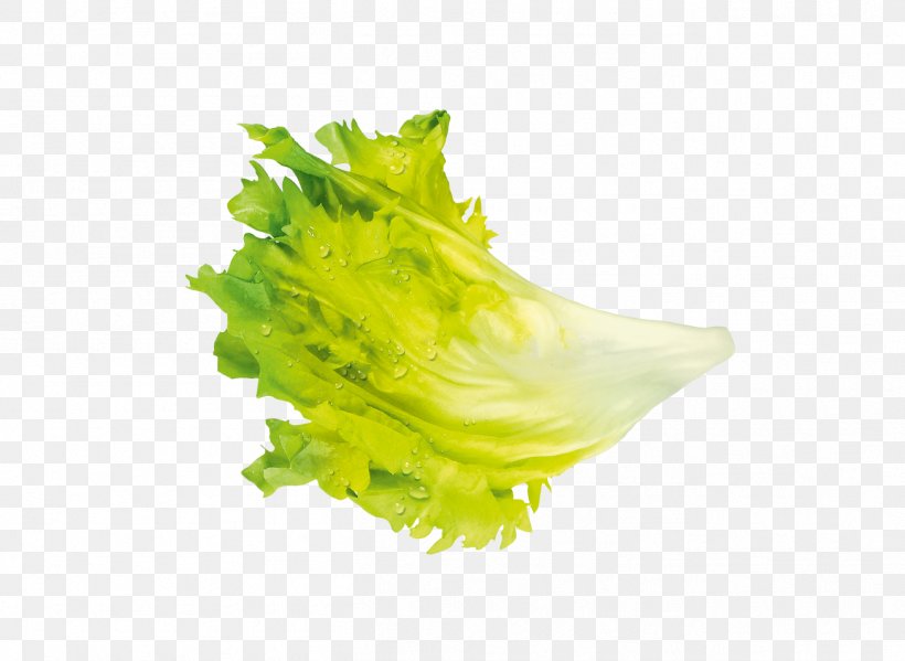 Leaf Vegetable Iceberg Lettuce Salade, PNG, 1306x955px, Leaf Vegetable, Chicory, Corn Salad, Curled Endive, Endive Download Free