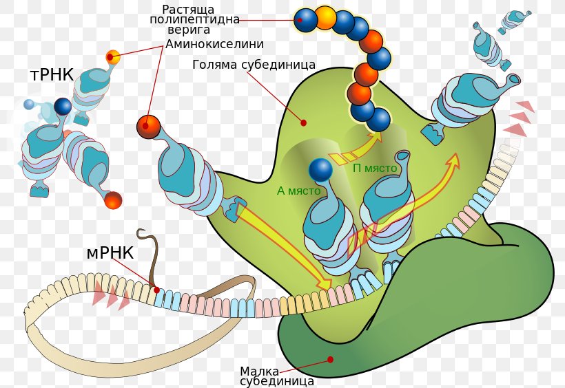 Translation Messenger RNA Protein Biosynthesis Transfer RNA, PNG, 800x564px, Translation, Amino Acid, Area, Biology, Cell Download Free