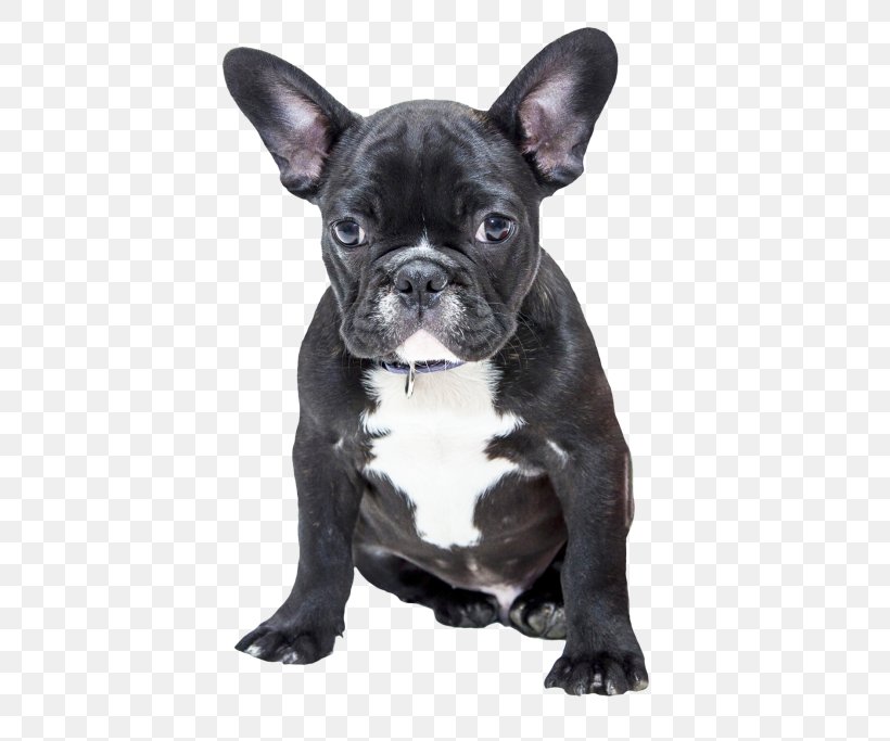 French Bulldog American Bulldog Pug Puppy, PNG, 500x683px, Bulldog, American Bulldog, Boxer, Breed, Carnivoran Download Free
