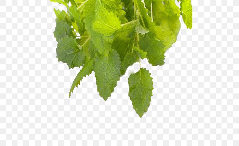 Tea Herbalism Lemon Balm, PNG, 500x500px, Tea, Green, Herb, Herbaceous Plant, Herbalism Download Free