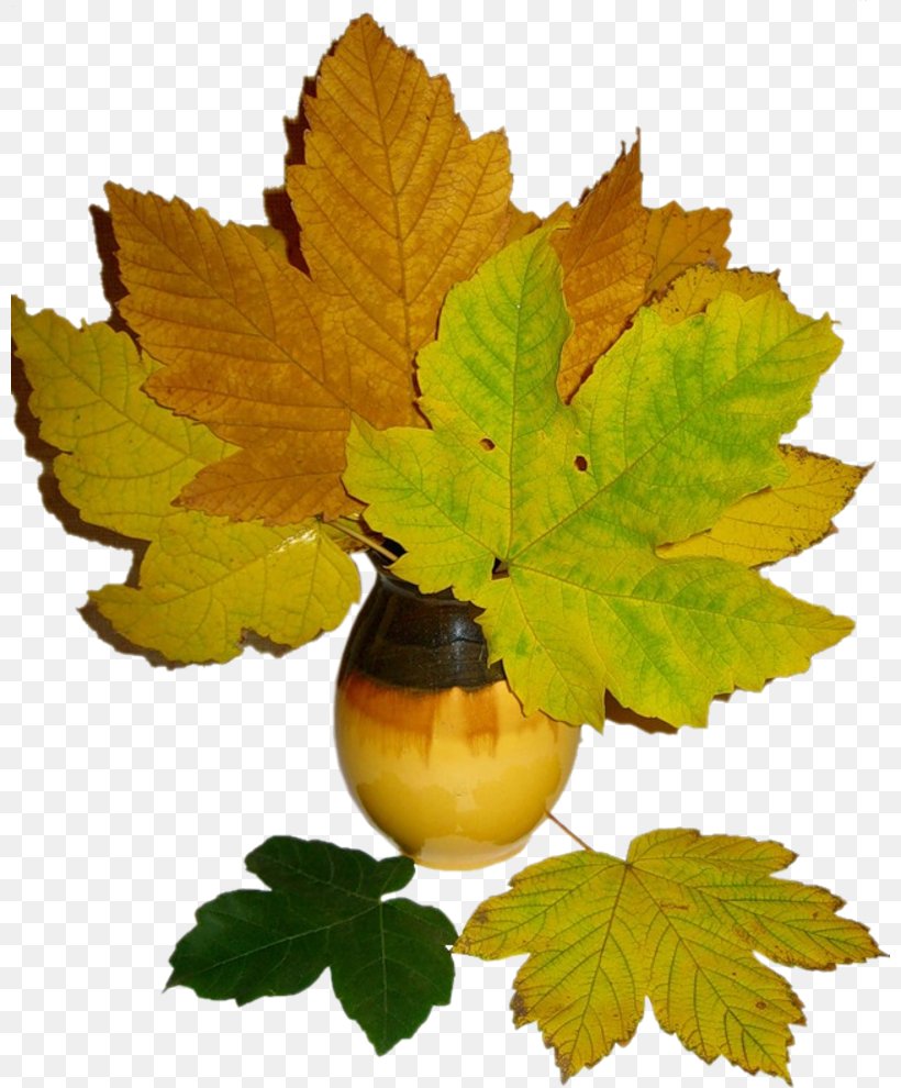 Autumn Leaves Background, PNG, 800x990px, Autumn, Black Maple, Branch, Chomikujpl, Color Download Free