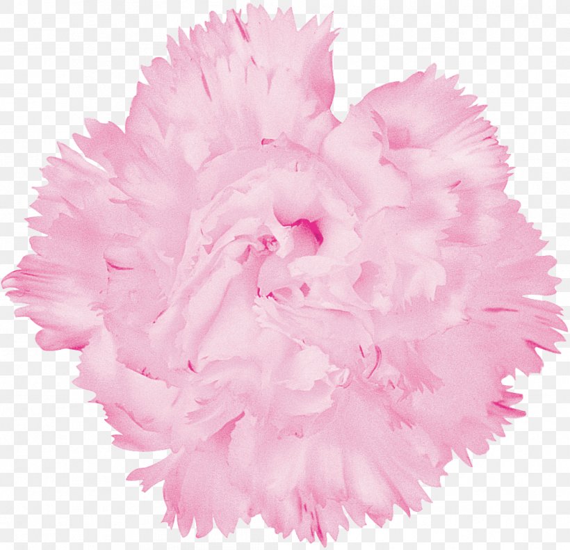 Carnation Cut Flowers Plant, PNG, 1044x1008px, Carnation, Advertising, Cut Flowers, Flower, Flowering Plant Download Free