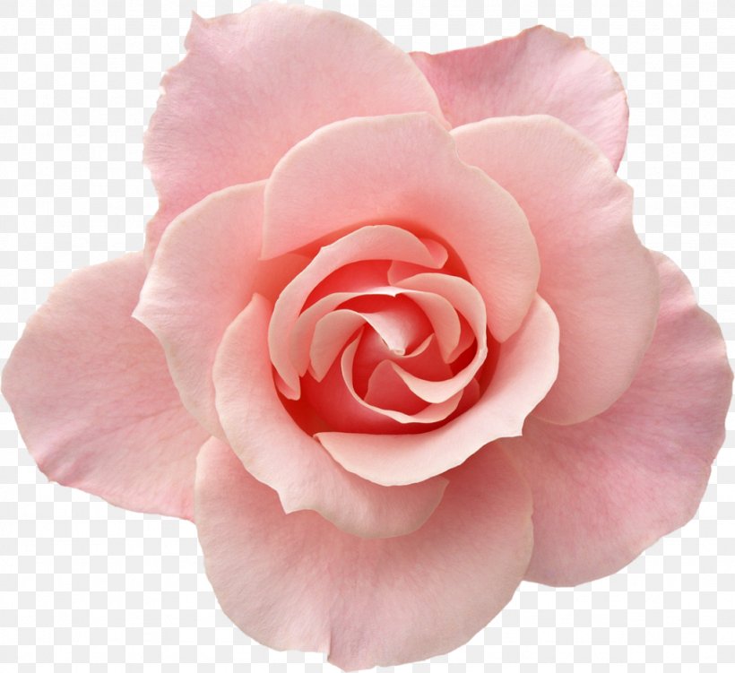 Photography Rose Pink, PNG, 1024x939px, Photography, Blue Rose, Camellia, China Rose, Cut Flowers Download Free