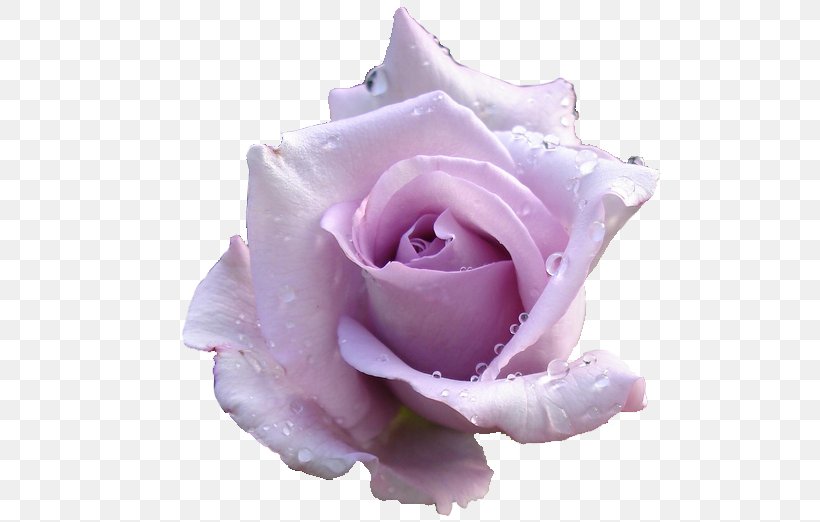 Rose Clip Art Lavender Desktop Wallpaper Pink, PNG, 527x522px, Rose, Blue, Close Up, Color, Cut Flowers Download Free