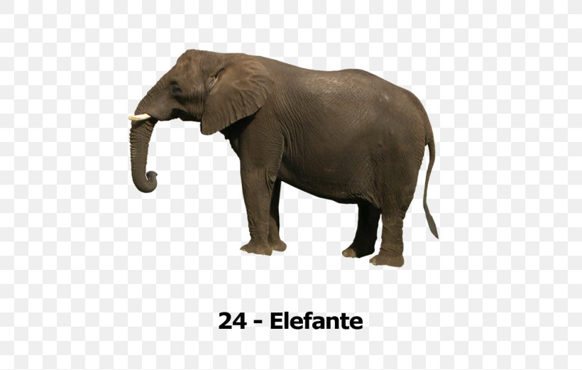 Asian Elephant YouTube African Elephant Clip Art, PNG, 696x521px, Asian Elephant, African Elephant, Elephant, Elephantidae, Elephants And Mammoths Download Free