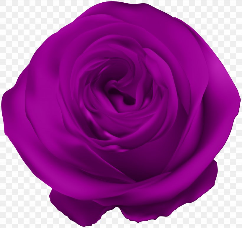 Garden Roses Cabbage Rose Violet Blue Rose Clip Art, PNG, 8000x7550px, Garden Roses, Blue Rose, Cabbage Rose, Cut Flowers, Flower Download Free