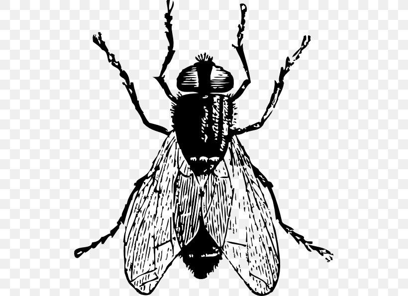 Housefly Free Content Clip Art, PNG, 522x595px, Fly, Arthropod, Artwork, Beetle, Black And White Download Free
