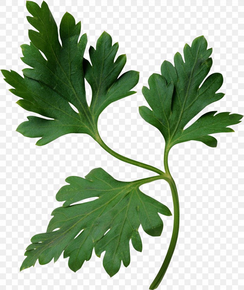 Parsley Stock Photography Herb Clip Art, PNG, 2183x2600px, Parsley, Coriander, Food, Fotosearch, Herb Download Free