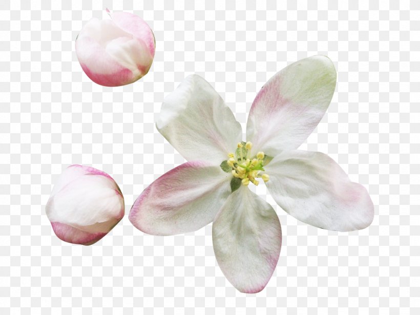 Petal Flower Blossom Download, PNG, 1024x768px, Petal, Blossom, Cherry Blossom, Designer, Flower Download Free