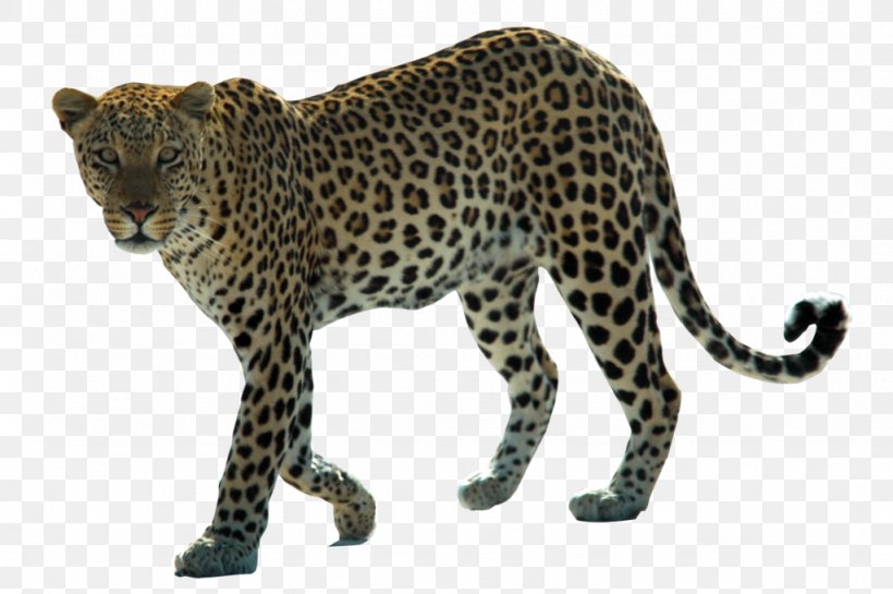 Snow Leopard Arabian Leopard African Leopard Felidae, PNG, 1024x681px, Arabian Leopard, African Leopard, Amur Leopard, Arabian Oryx, Arabian Peninsula Download Free