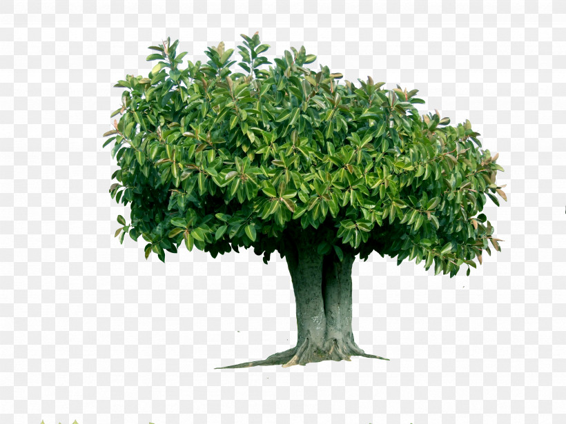 Walnut Tree, PNG, 3488x2616px, Tree, Branch, Cerbera Odollam, Chinese Sweet Plum, Deodar Cedar Download Free
