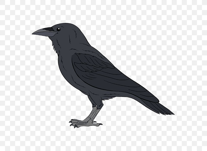 Common Raven Drawing Bird Tutorial, PNG, 678x600px, Common Raven, American Crow, Beak, Beginners, Bird Download Free
