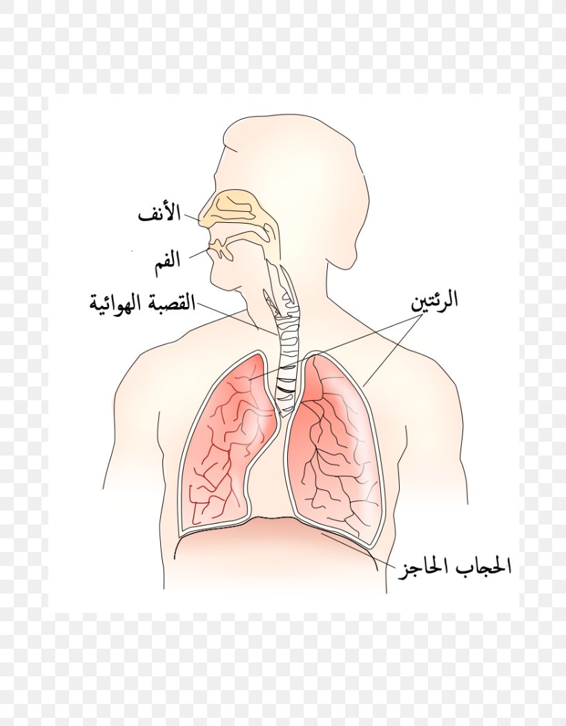 Nose Muscle Thoracic Diaphragm Respiratory System Aorta, PNG, 744x1052px, Watercolor, Cartoon, Flower, Frame, Heart Download Free