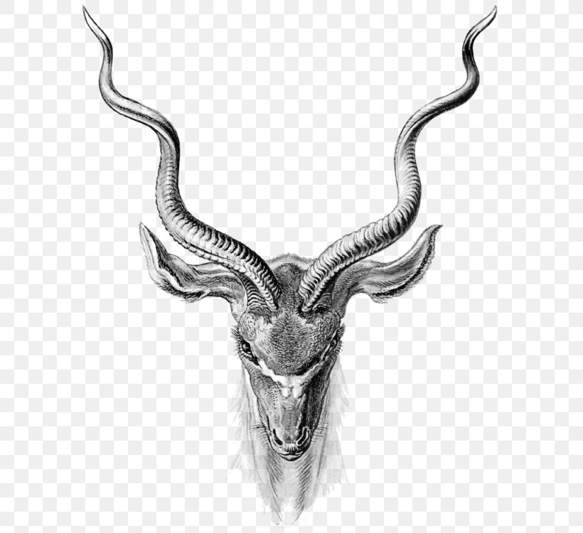 Antelope Pronghorn Clip Art, PNG, 600x750px, Antelope, Antler, Art, Black And White, Body Jewelry Download Free