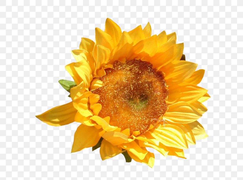 Common Sunflower Cut Flowers Petal, PNG, 699x609px, Common Sunflower, Cut Flowers, Daisy Family, Flower, Flowering Plant Download Free