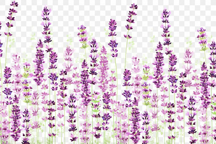 English Lavender Download Icon, PNG, 2362x1575px, English Lavender, Floral Design, Flower, Flowering Plant, Fundal Download Free