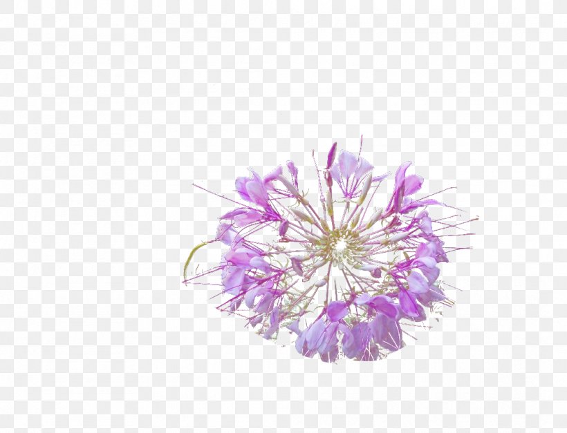Purple Transparency And Translucency Flower Computer File, PNG, 1064x814px, Purple, Color, Designer, Flower, Lilac Download Free