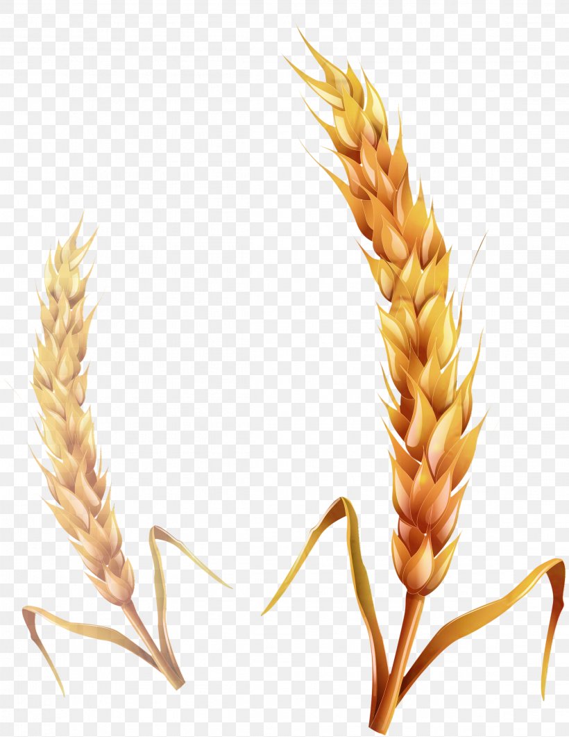 Cereal Clip Art Ear Common Wheat Caryopsis, PNG, 2318x3000px, Cereal, Agriculture, Avena, Barley, Broomrape Download Free