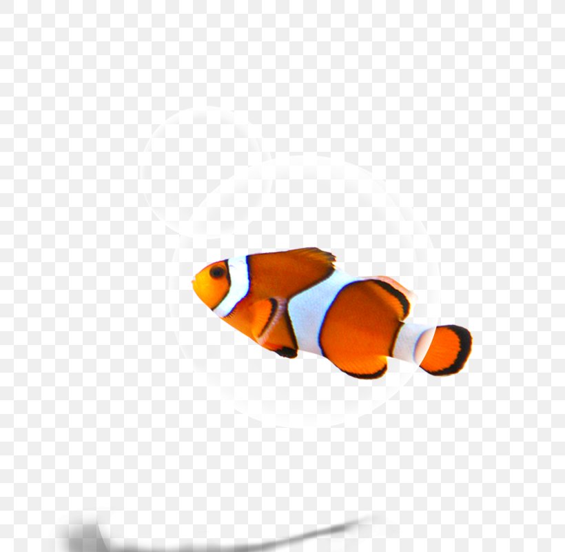 Fish Download Wallpaper, PNG, 800x800px, Fish, Co Cou90fdu53ef, Computer, Google Images, Orange Download Free