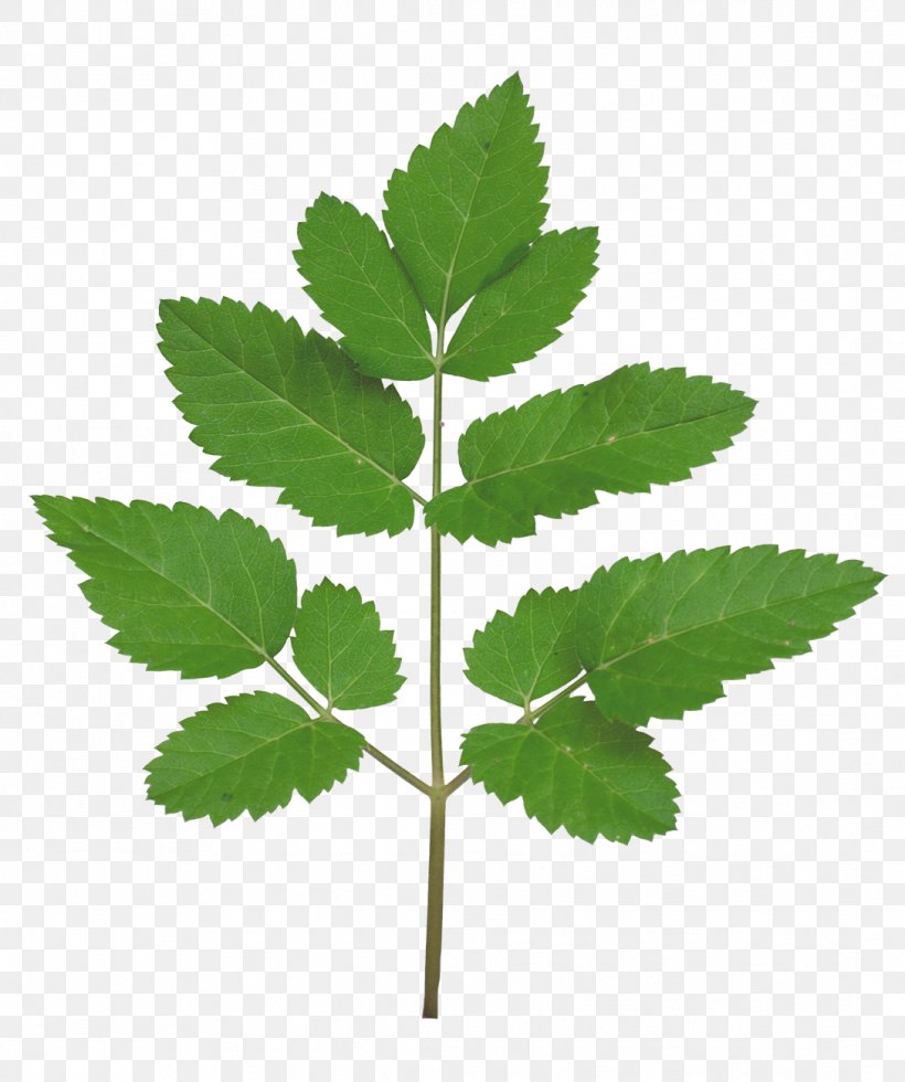 Leaf Plant Stem Branch Tree, PNG, 1088x1301px, Leaf, Branch, Fern, Flora, Herb Download Free