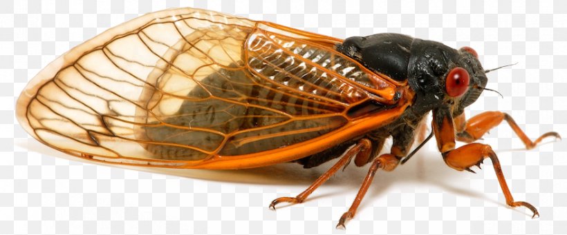 Periodical Cicadas Insect Wing Auchenorrhyncha Brood X, PNG, 880x366px, Periodical Cicadas, Animal, Arthropod, Auchenorrhyncha, Brood X Download Free