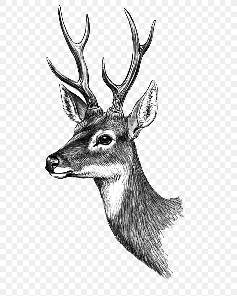 Phan Thiet Deer Paper Tattoo Sticker, PNG, 590x1024px, Phan Thiet, Accommodation, Antler, Black And White, Color Download Free