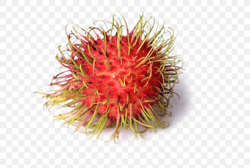 Rambutan Nephelium Chryseum Fruit Lychee Eating, PNG, 700x551px, Rambutan, Cooking, Drinking, Eating, Flowering Plant Download Free