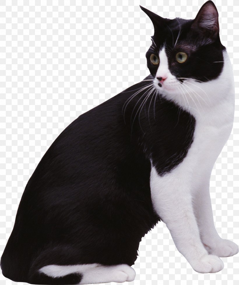 Black Cat European Shorthair Aegean Cat Manx Cat American Wirehair, PNG, 1739x2073px, Black Cat, Aegean Cat, American Wirehair, Animal, Asian Download Free
