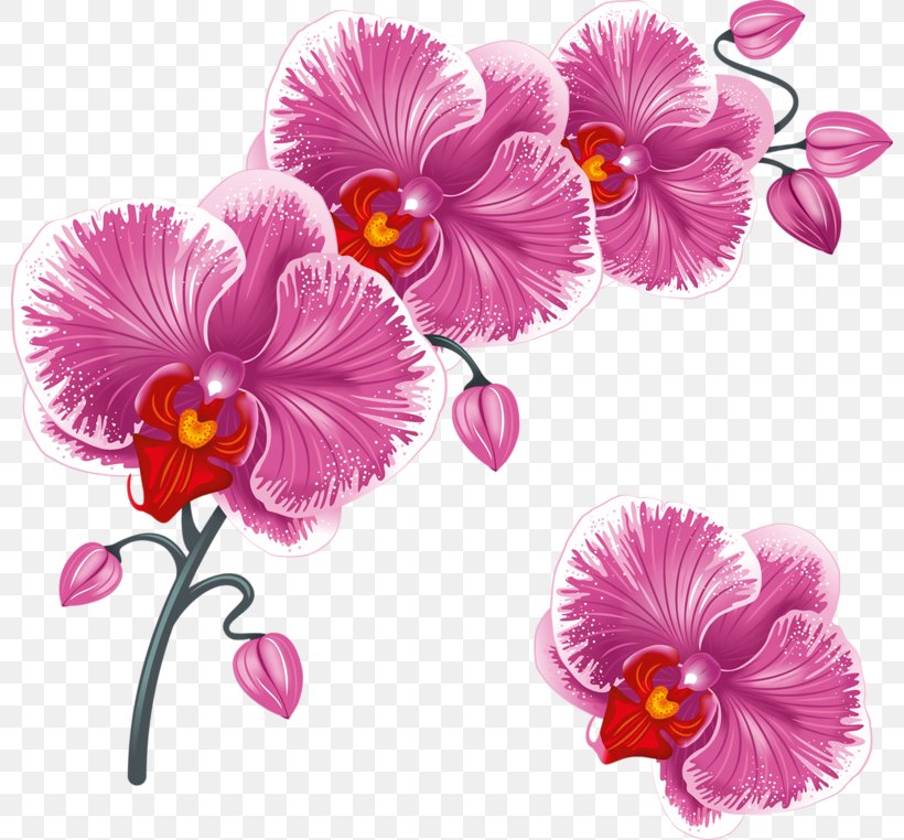 Desktop Wallpaper Flower Clip Art, PNG, 800x762px, Flower, Floral Design, Flowering Plant, Magenta, Mallow Family Download Free