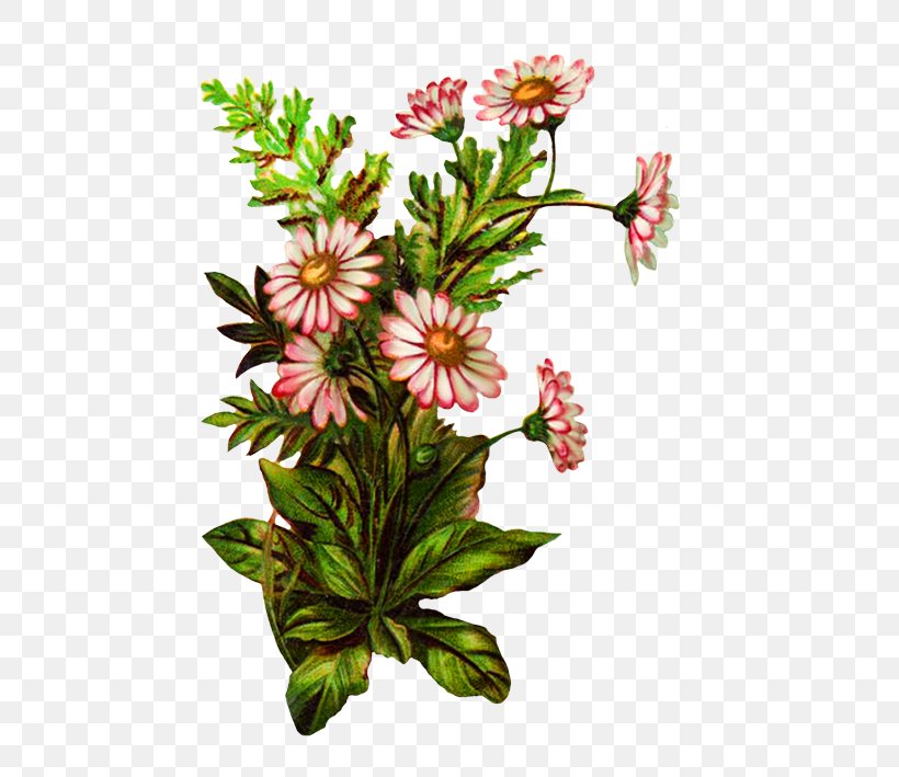 Flower Flowering Plant Plant Wildflower Cut Flowers, PNG, 502x709px, Flower, Cut Flowers, Flowering Plant, Herbaceous Plant, Petal Download Free