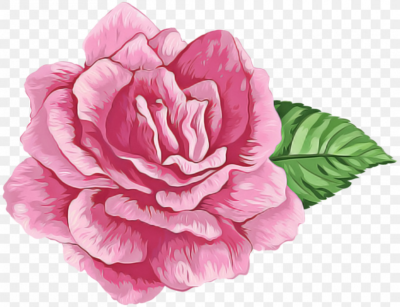 Pink Flower Petal Plant Japanese Camellia, PNG, 935x719px, Pink, Chinese Peony, Cut Flowers, Flower, Japanese Camellia Download Free