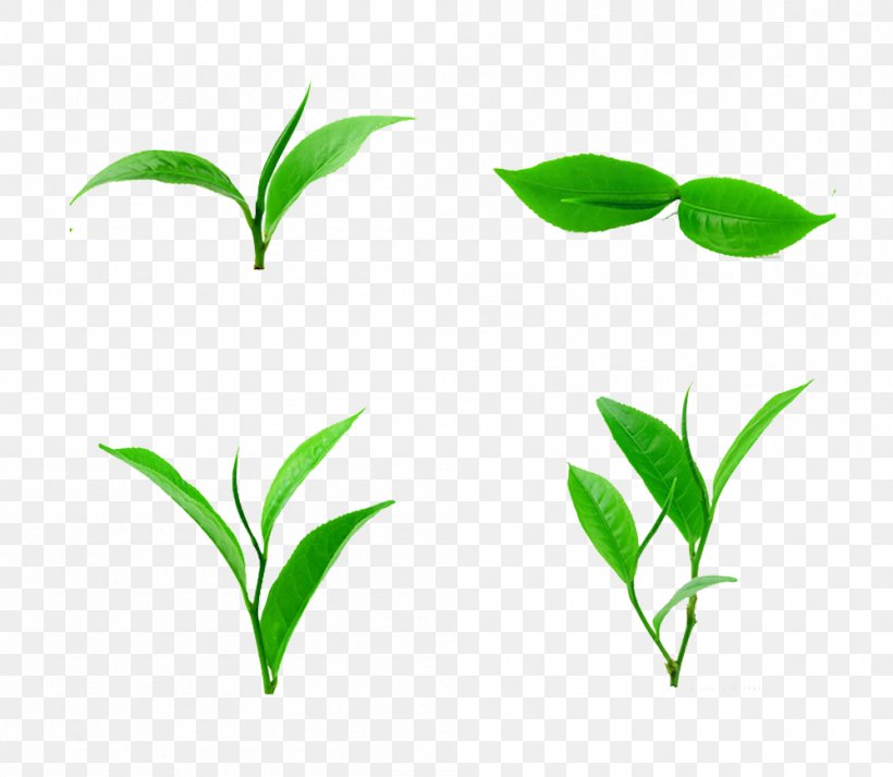 Tea Leaf Download, PNG, 999x869px, Tea, Branch, Cmyk Color Model, Grass, Green Download Free