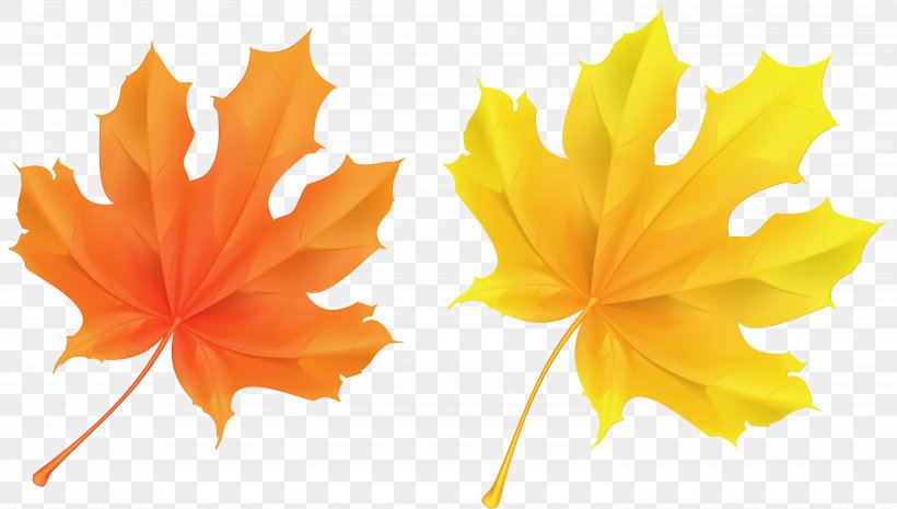 Autumn Leaf Color Orange Clip Art, PNG, 5946x3374px, Leaf, Autumn, Autumn Leaf Color, Color, Flower Download Free