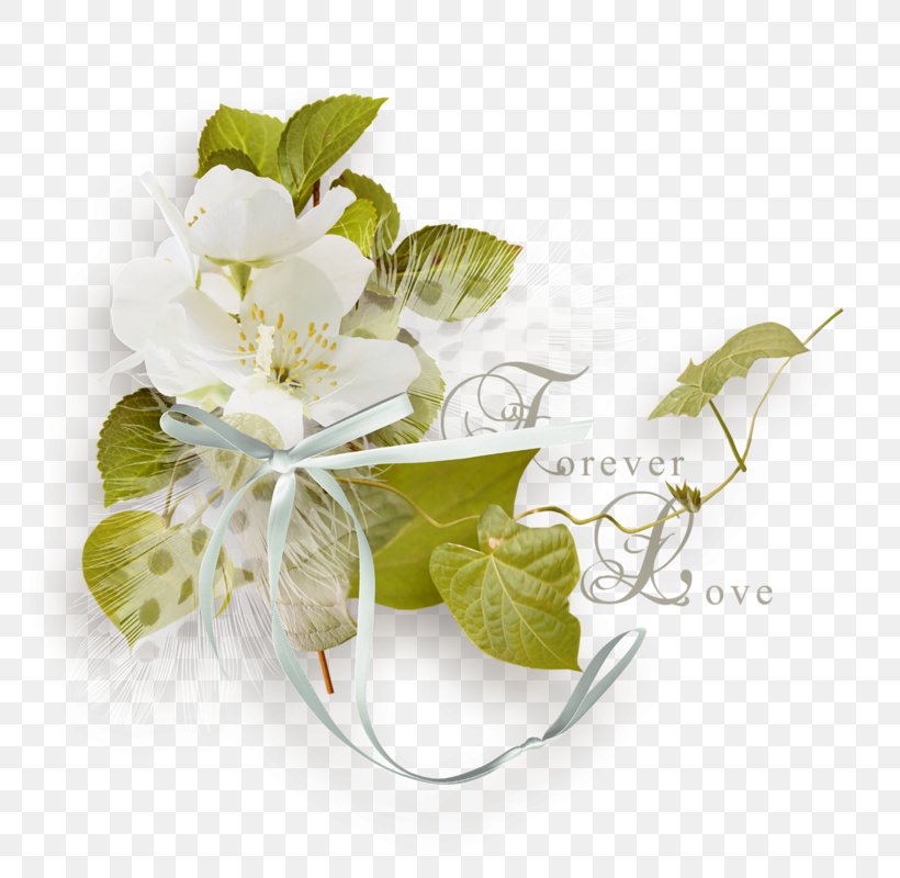 Clip Art, PNG, 800x800px, Flower, Chomikujpl, Cut Flowers, Floral Design, Floristry Download Free