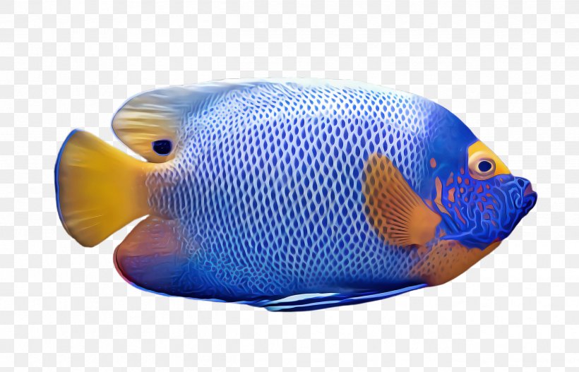 Fish Fish Pomacentridae Pomacanthidae Blue, PNG, 2492x1604px, Fish, Blue, Bonyfish, Holacanthus, Pomacanthidae Download Free