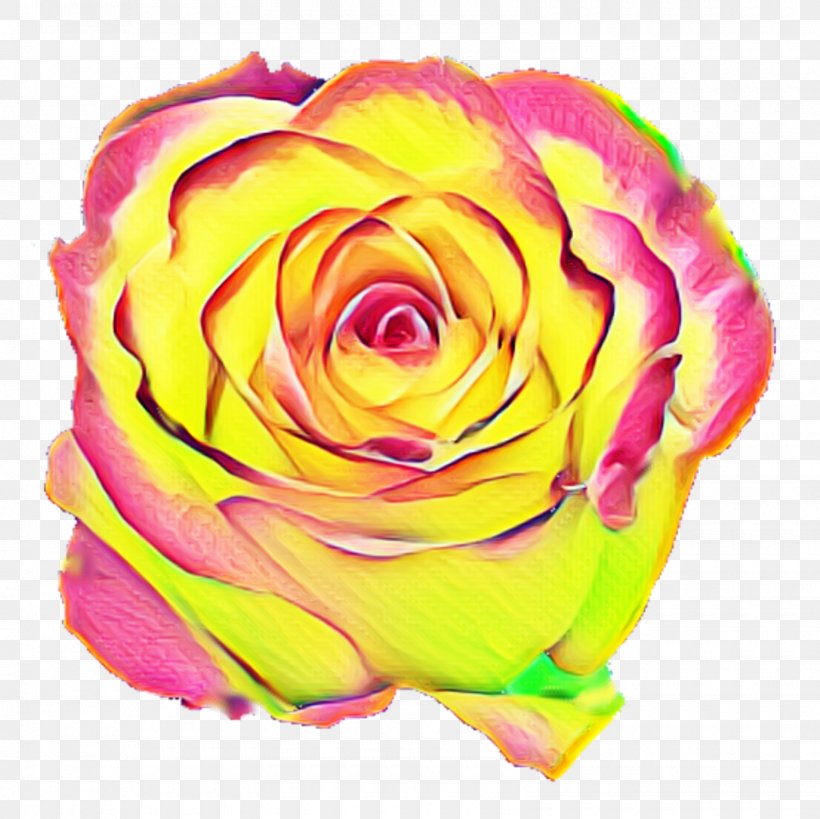 Garden Roses Cabbage Rose Floribunda Floristry Cut Flowers, PNG, 1600x1600px, Garden Roses, Cabbage Rose, Close Up, Cut Flowers, Floribunda Download Free