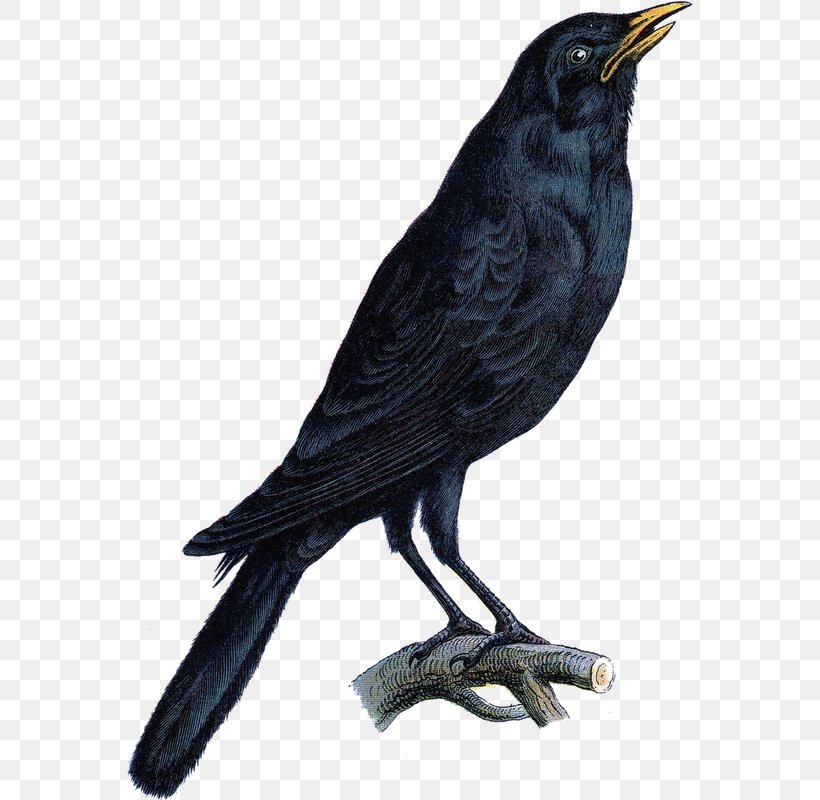 Halloween Printing Clip Art, PNG, 566x800px, Halloween, American Crow, Art, Beak, Bird Download Free