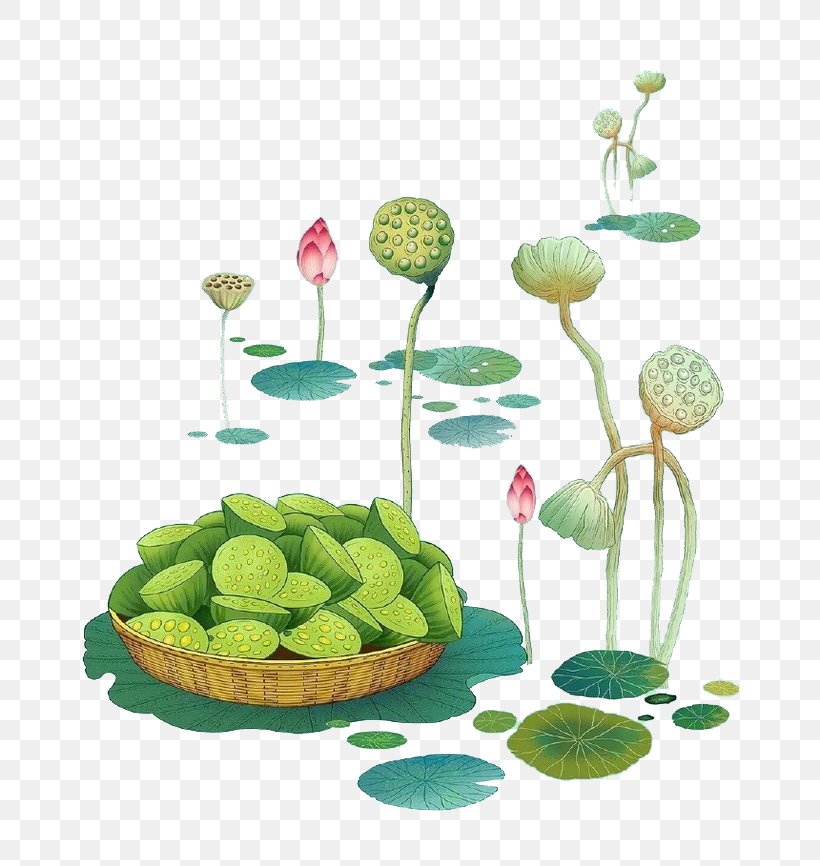 Nelumbo Nucifera Lotus Seed Illustration, PNG, 658x866px, Nelumbo Nucifera, Aesthetics, Drawing, Floral Design, Floristry Download Free