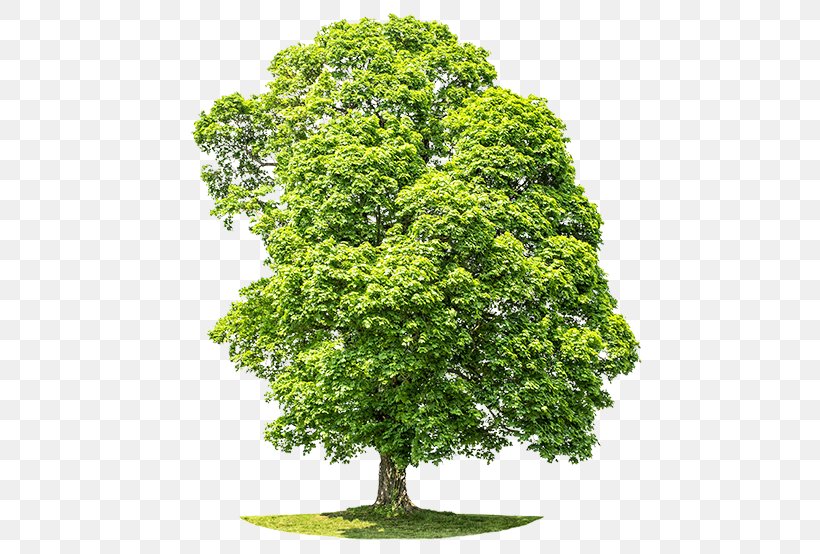 Stock Photography Royalty-free Tree Birch Oak, PNG, 490x554px, Stock Photography, Arborist, Birch, Branch, Grass Download Free
