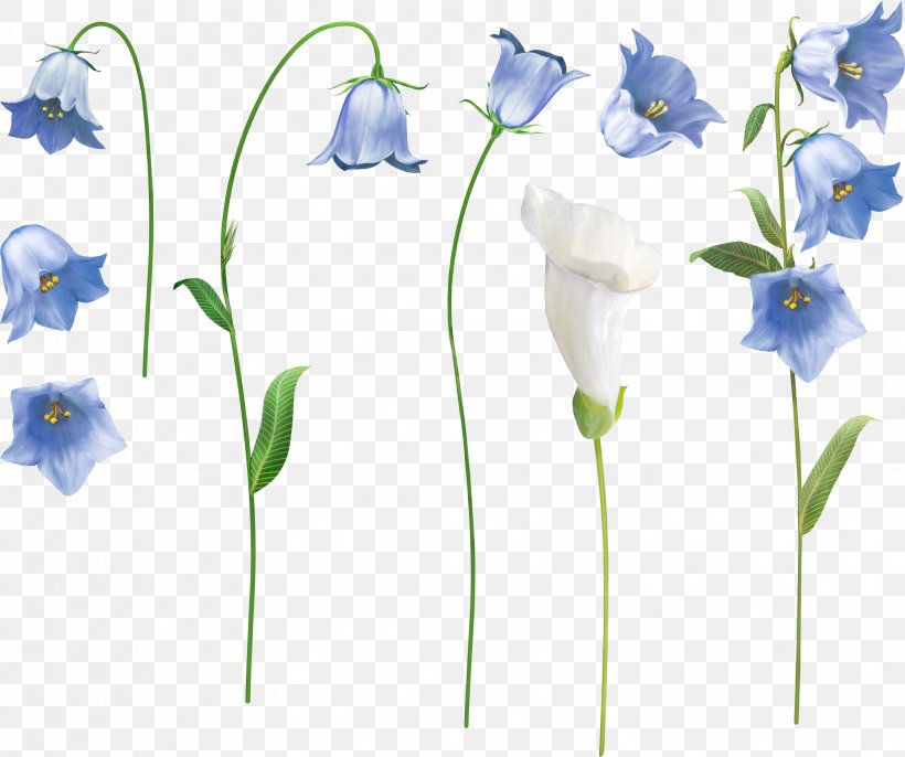 Clip Art Image Transparency Harebell, PNG, 3354x2807px, Harebell, Bellflower, Bellflower Family, Bellflowers, Drawing Download Free