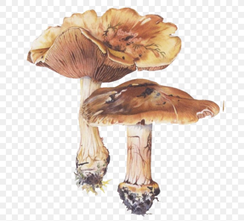 Edible Mushroom Fungus, PNG, 687x742px, Edible Mushroom, Fungus, Ingredient, Mushroom Download Free