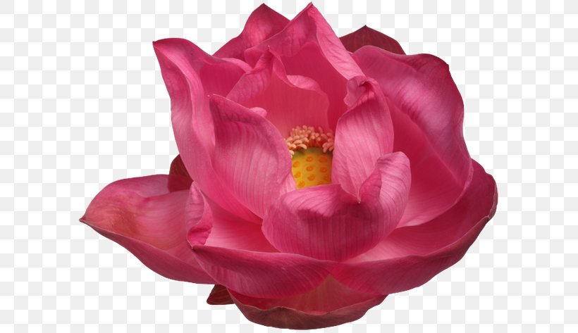 Garden Roses Image Cut Flowers, PNG, 600x473px, Garden Roses, Cabbage Rose, Camellia, China Rose, Cut Flowers Download Free