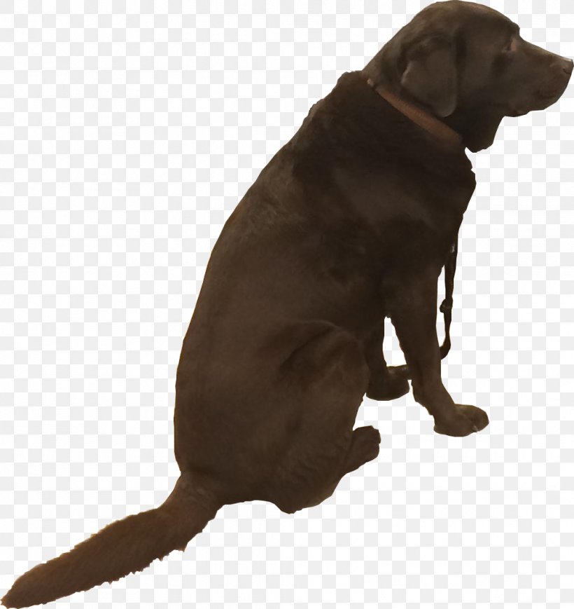 Labrador Retriever Puppy Leash Dog Breed, PNG, 1035x1097px, Labrador Retriever, Animal, Canidae, Carnivora, Carnivoran Download Free