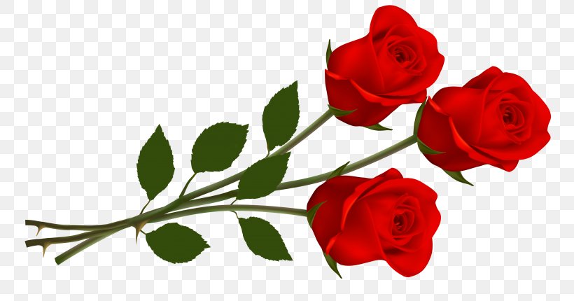 Rose Clip Art, PNG, 768x430px, Rose, Cut Flowers, Floral Design, Floribunda, Floristry Download Free