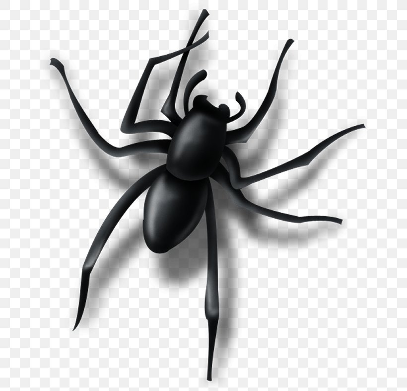 Spider Insect Pest Arachnid, PNG, 669x787px, Spider, Arachnid, Arthropod, Black And White, Insect Download Free